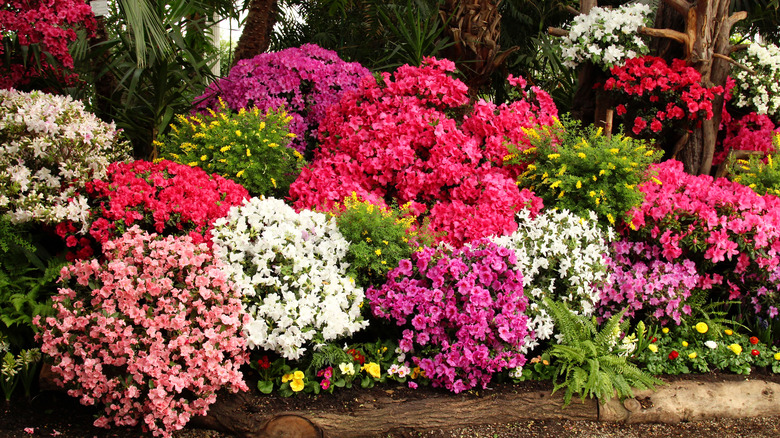 Multicolored azalea bushes