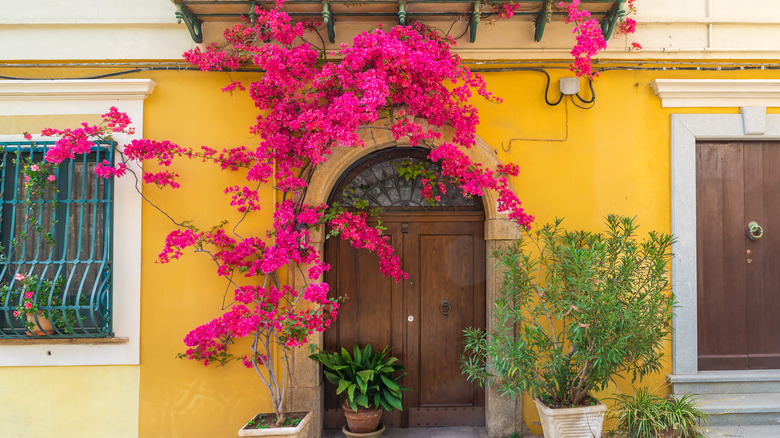 Fuchsia bougainvillea arching over doorway