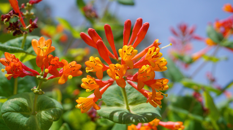 Coral honeysuckle in garden