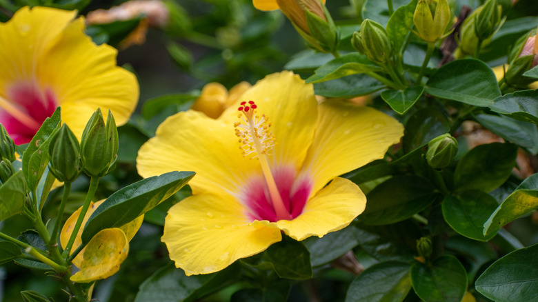 Yellow hibiscus in garden