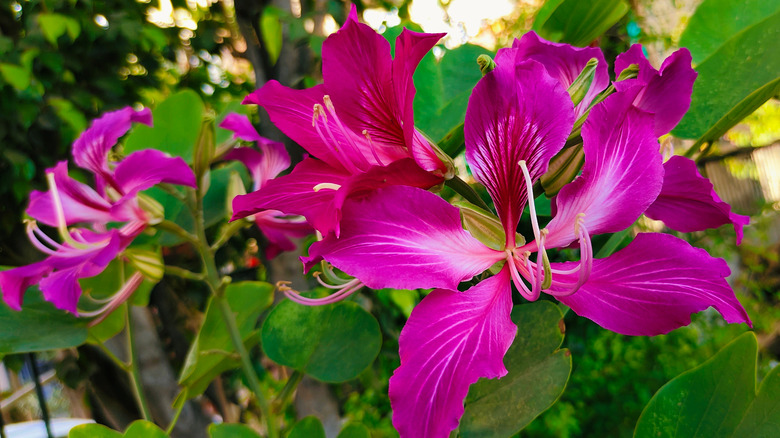 Hong Kong Orchid in garden