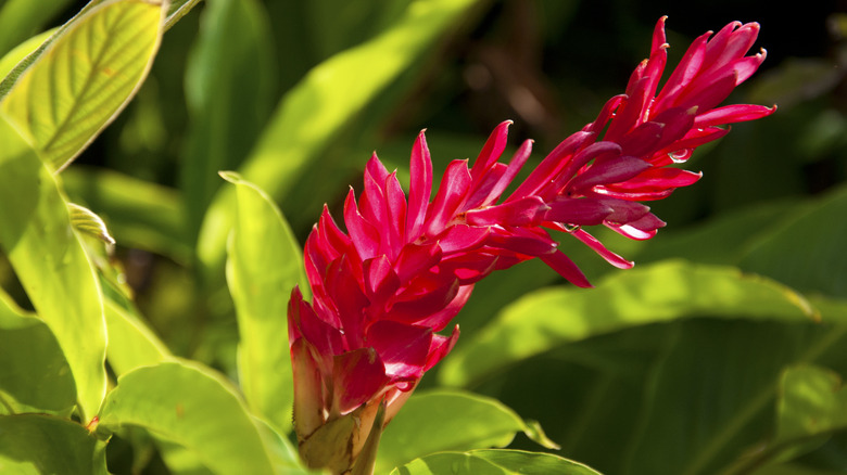 Flowering red ginger in garden