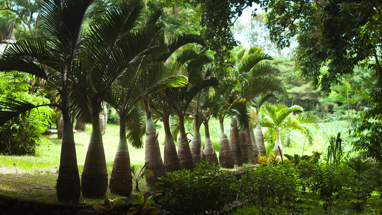 Bottle palm trees in a row