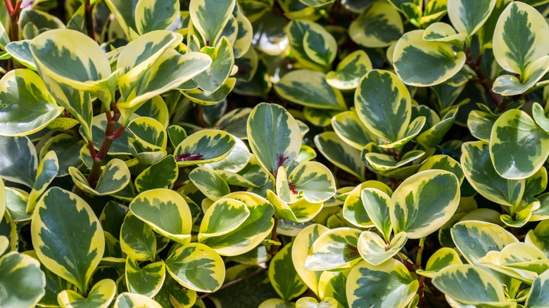 Baby rubber plants in garden