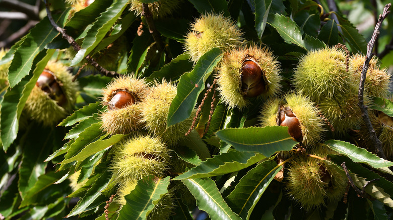 chestnuts