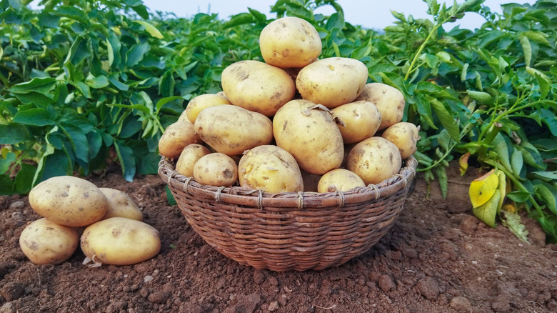 a bowl of harvested potatoes