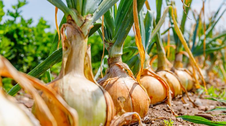 onions growing