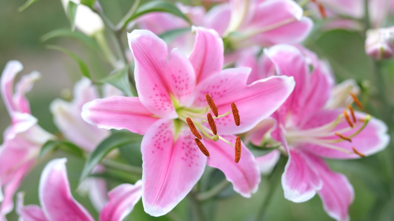 lilies in bloom