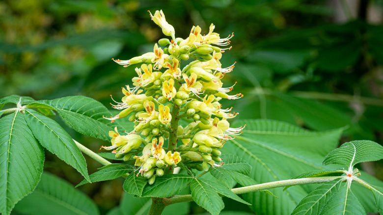 flower on a buckeye tree