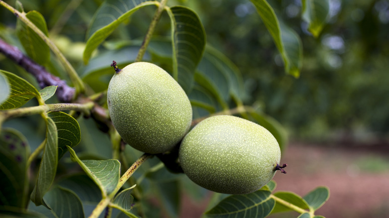 walnuts on a walnut tree