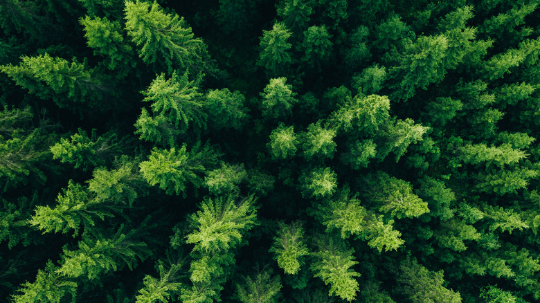 forest of spruce trees