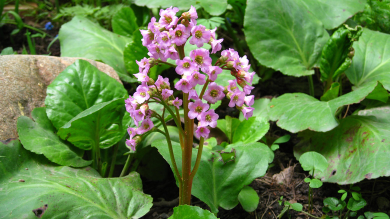 pink bergenia plant