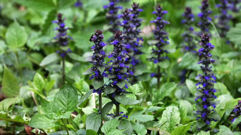 blooming ajuga reptans