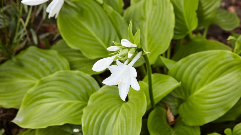 blooming hosta plantaginea