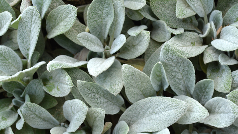 stachys byzantina leaves