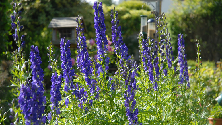 aconitum napellus in cottage garden