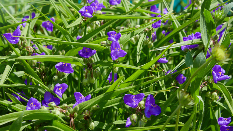 purple tradescantia ohiensis