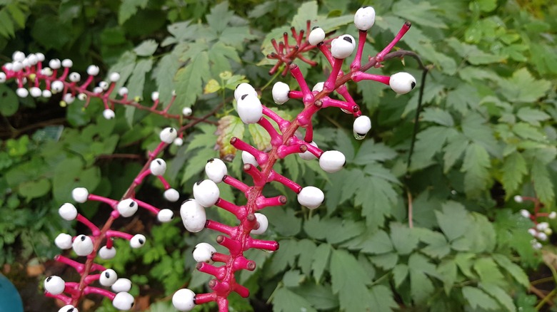 berries on actaea pachypoda