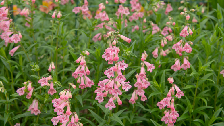 Beardtongue