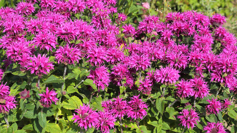 Bee balm