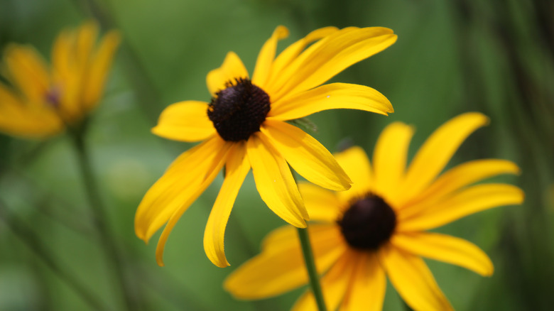 Black-eyed Susan