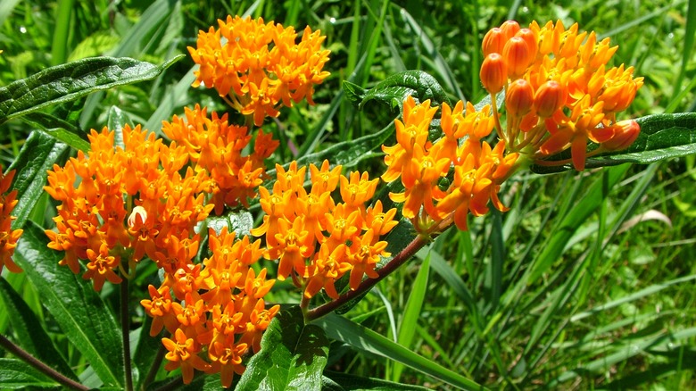 Butterfly weed