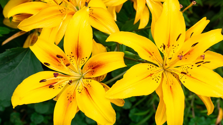 Daylilies