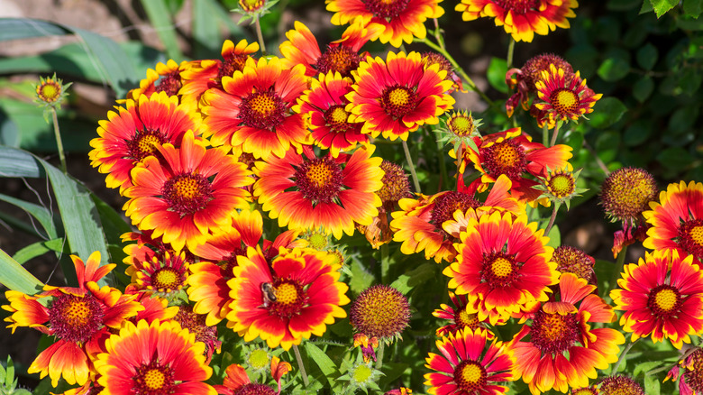 Great blanket flowers