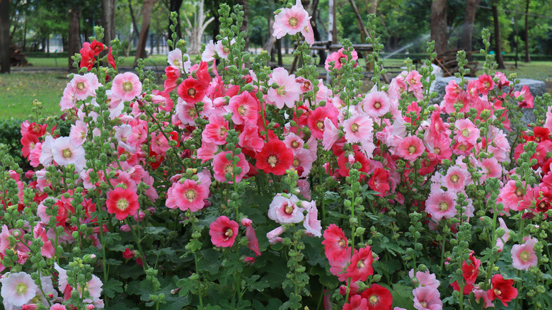 Hollyhock