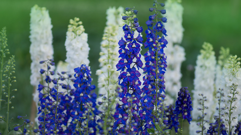 Larkspur