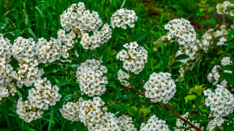 Meadowsweet