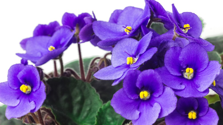 Violets 