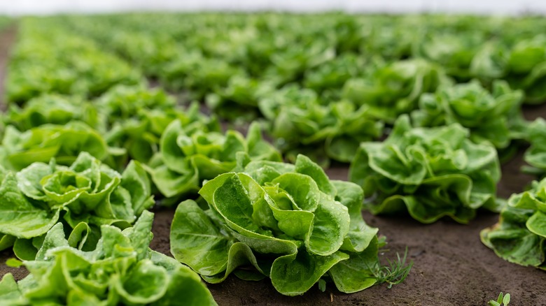 lettuce growing