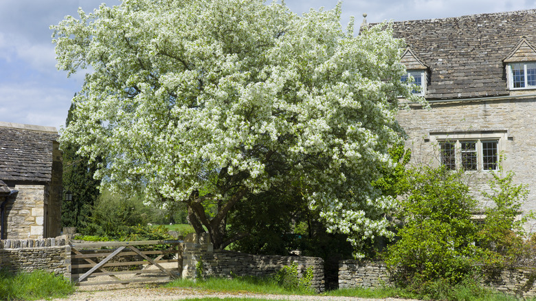 a pear tree