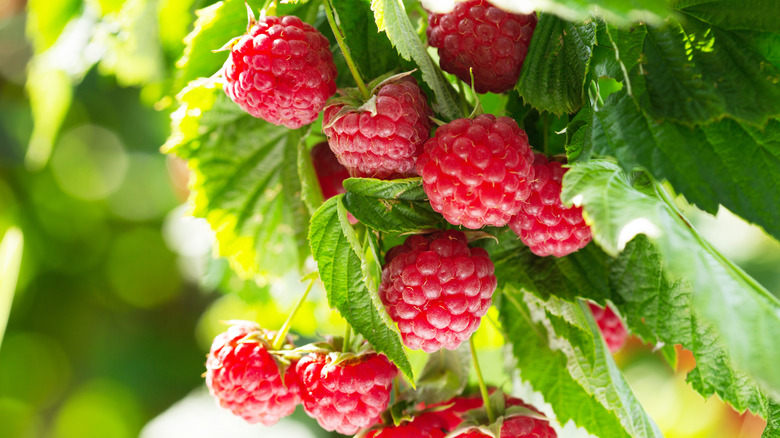 raspberries in the vine