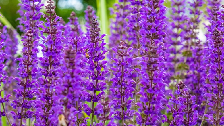 purple salvias in bloom