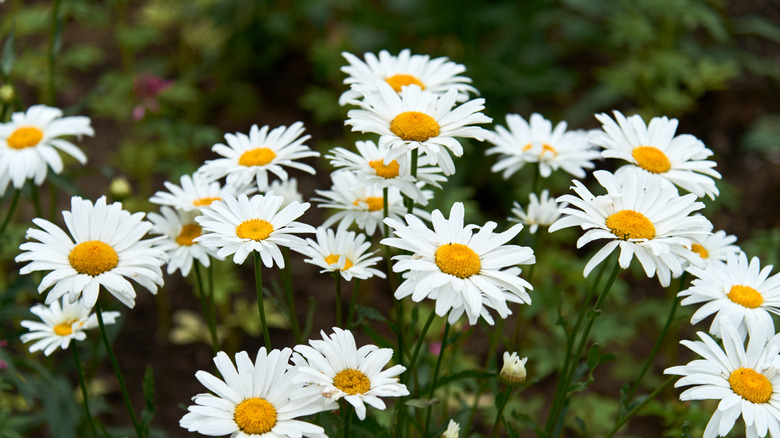 daisies