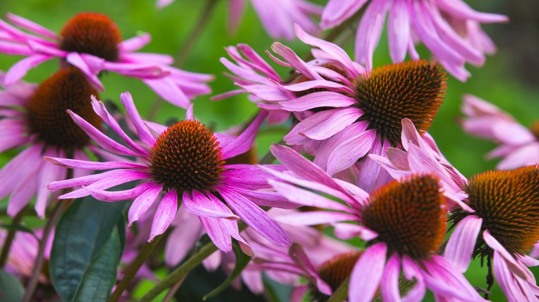 coneflowers