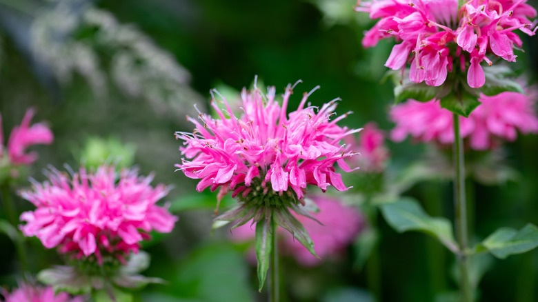 bee balm flower