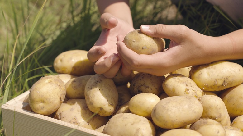 a box of potatoes