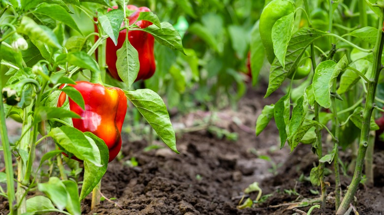 a pepper plant