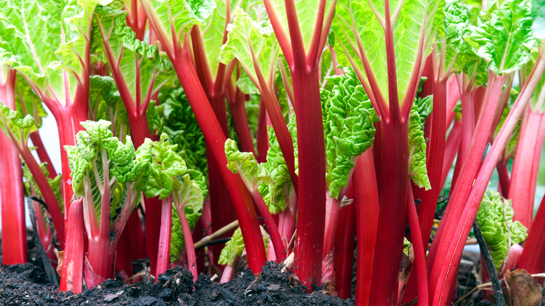 rhubarb growing