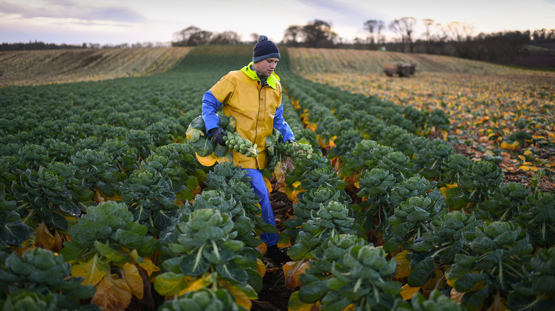 farmer harvesting brussels sprouts