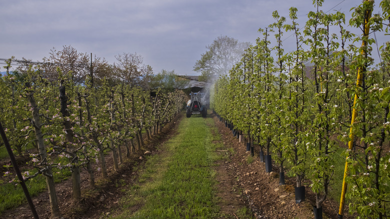 small apple orchard