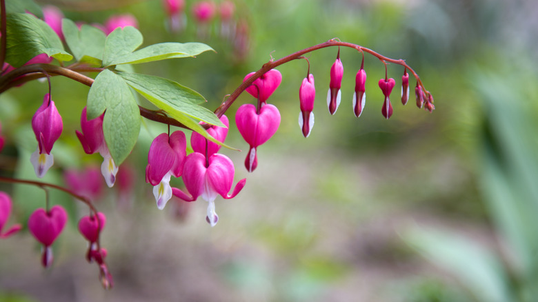 bleeding heart plant