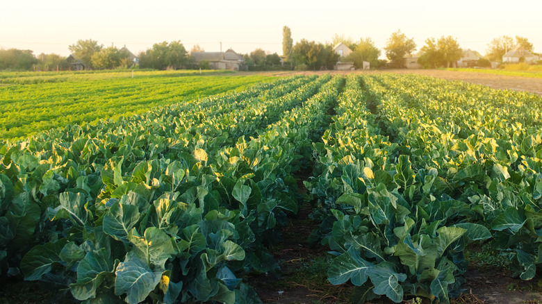 broccoli farm