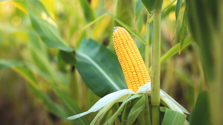 corn plant