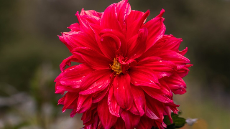 red dahlia flower