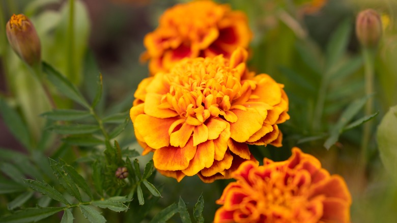 marigold flowers