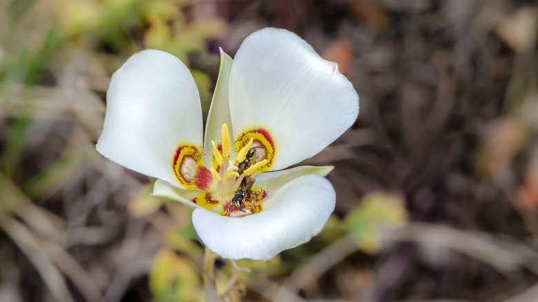 mariposa lily flower